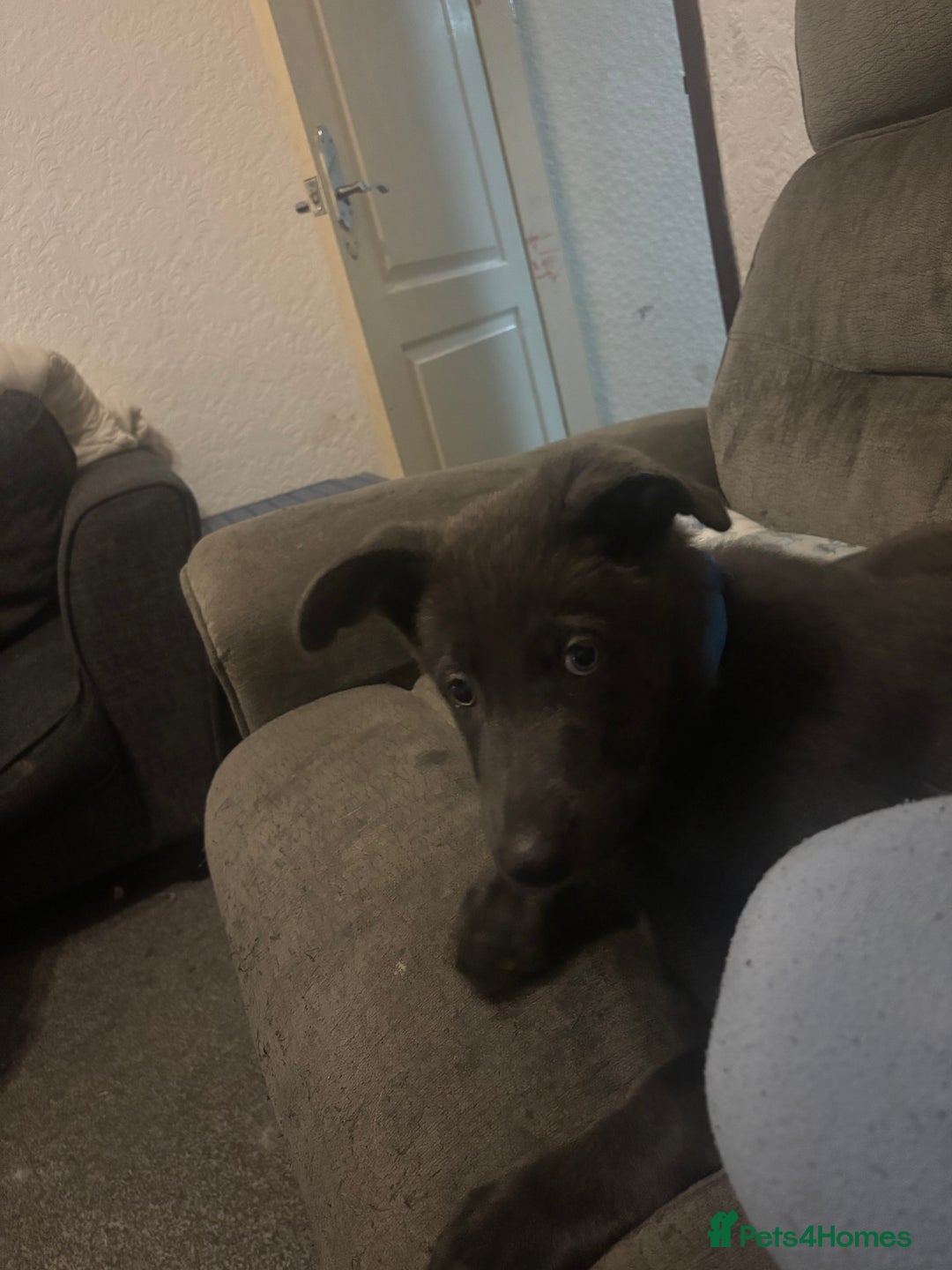 German Shepherd dogs for sale: Blue German shepherd male - Image 2