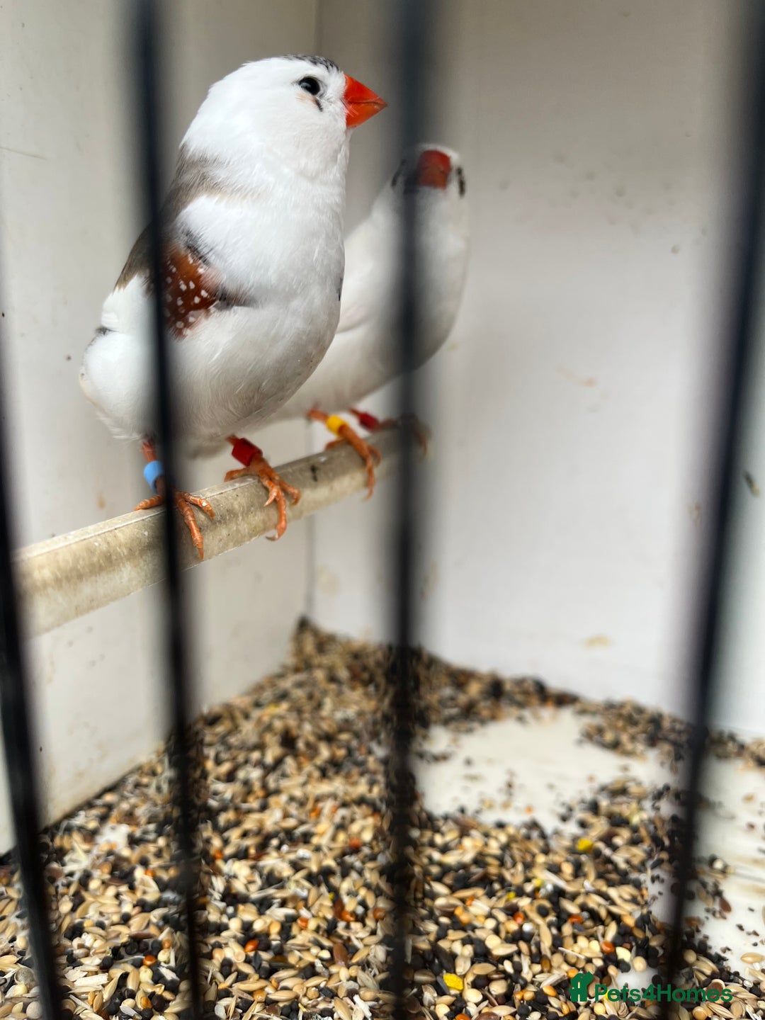 Finches birds for sale: Star zebra finch bengalese and canaries  - Image 4