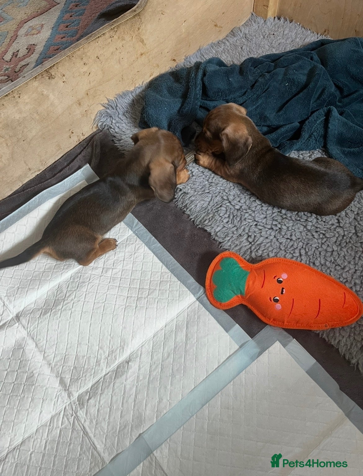 Miniature Dachshund dogs Our KC, PRA clear Mini dachshund  are for sale. - Advert 12