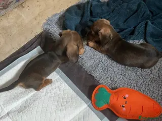 Miniature Dachshund dogs Our KC, PRA clear Mini dachshund are for sale. - Advert 12