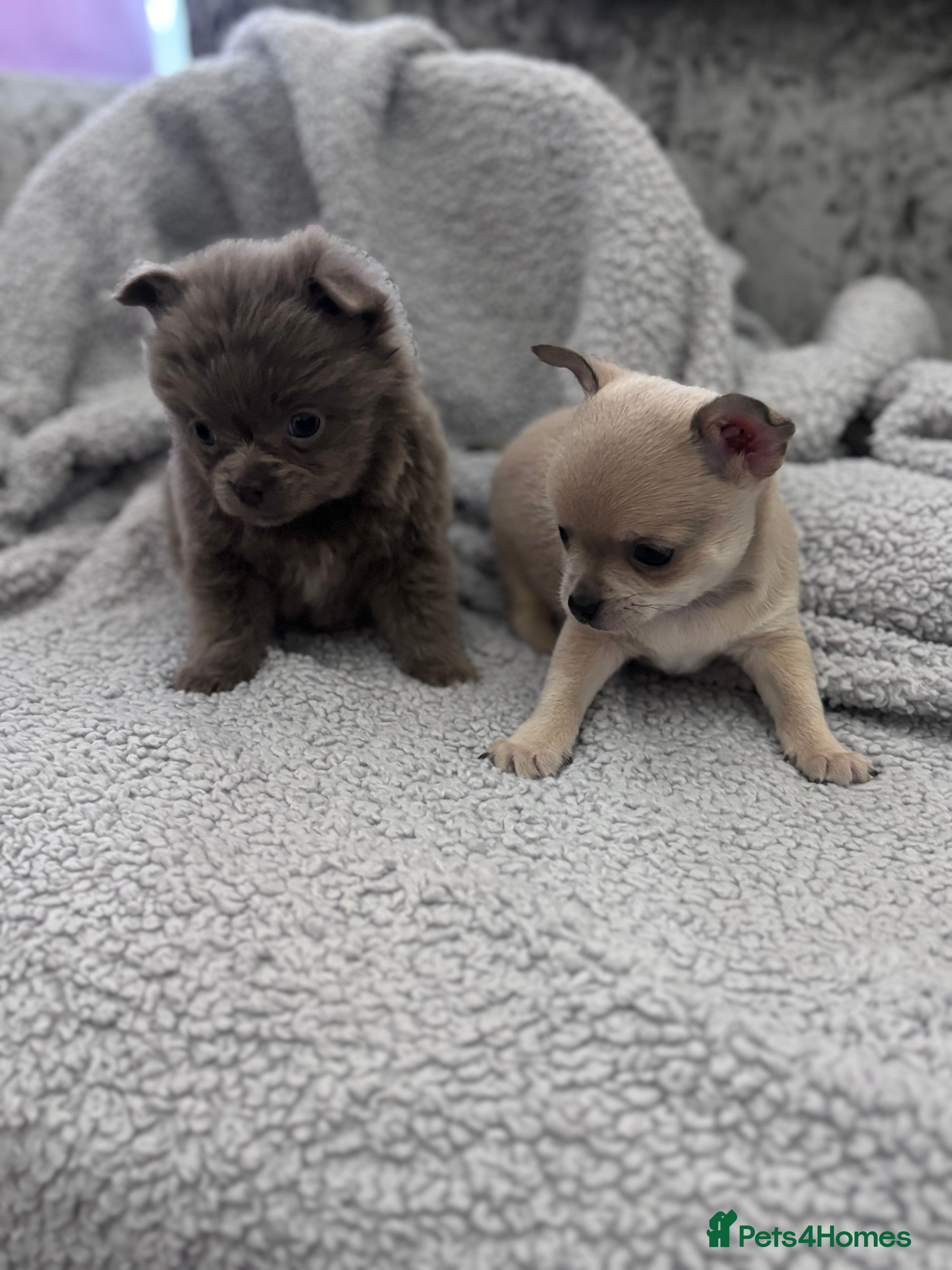 Chihuahua dogs KC REG chihuahua Champ/russian Lines pup READY NOW - Advert 1