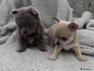 Chihuahua dogs KC REG chihuahua Champ/russian Lines pup READY NOW - Advert 1