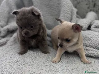 Chihuahua dogs KC REG chihuahua Champ/russian Lines pup READY NOW - Advert 14