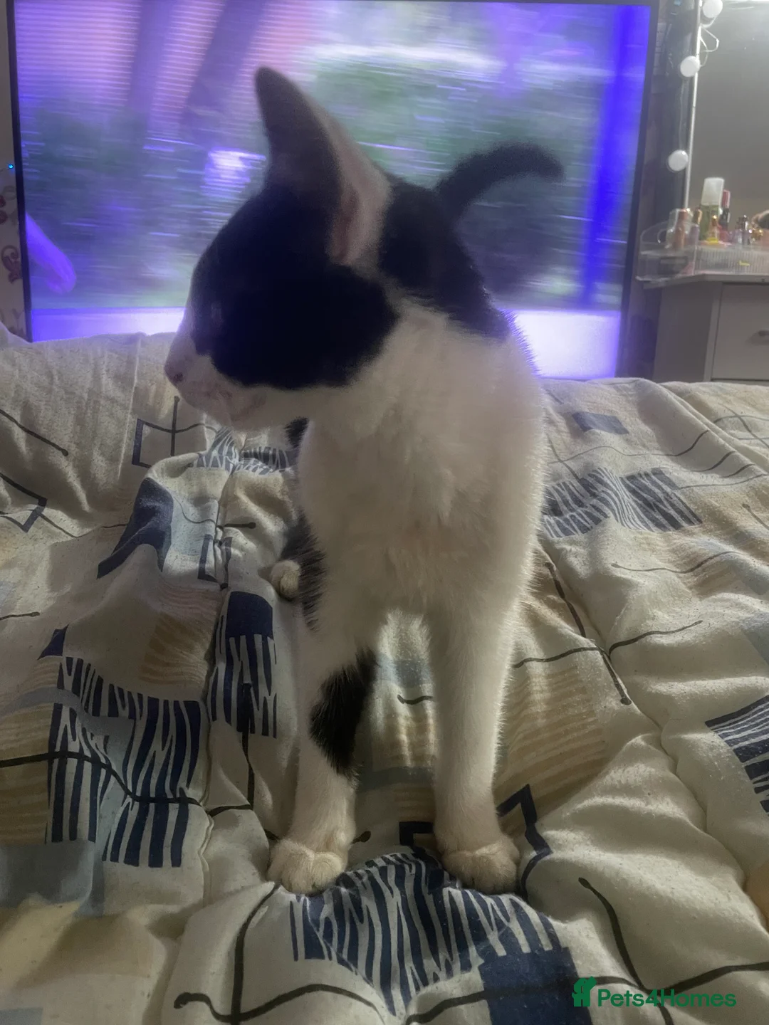 Mixed Breed cats for sale: Tuxedo cat  - Advert 2