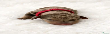 Red collar dapple boy 