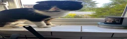 Scottish Fold cats for sale: Scottish Fold kittens for sale  - Advert 8