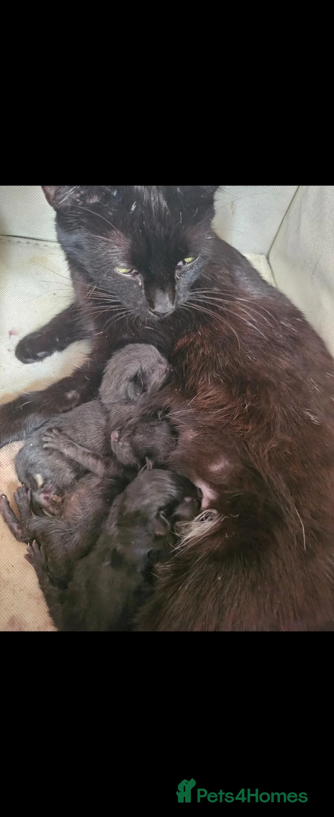 Domestic Shorthair cats for sale: 3 Beautiful Black Kittens - Advert 2