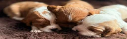 Cavalier King Charles Spaniel dogs for sale: Stunning Cavalier King Charles Spaniel Pups - Advert 4