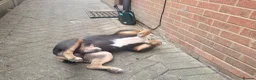Olde English Bulldogge dogs for sale: Olde English Bulldogge male and female in Lincoln - Advert 4