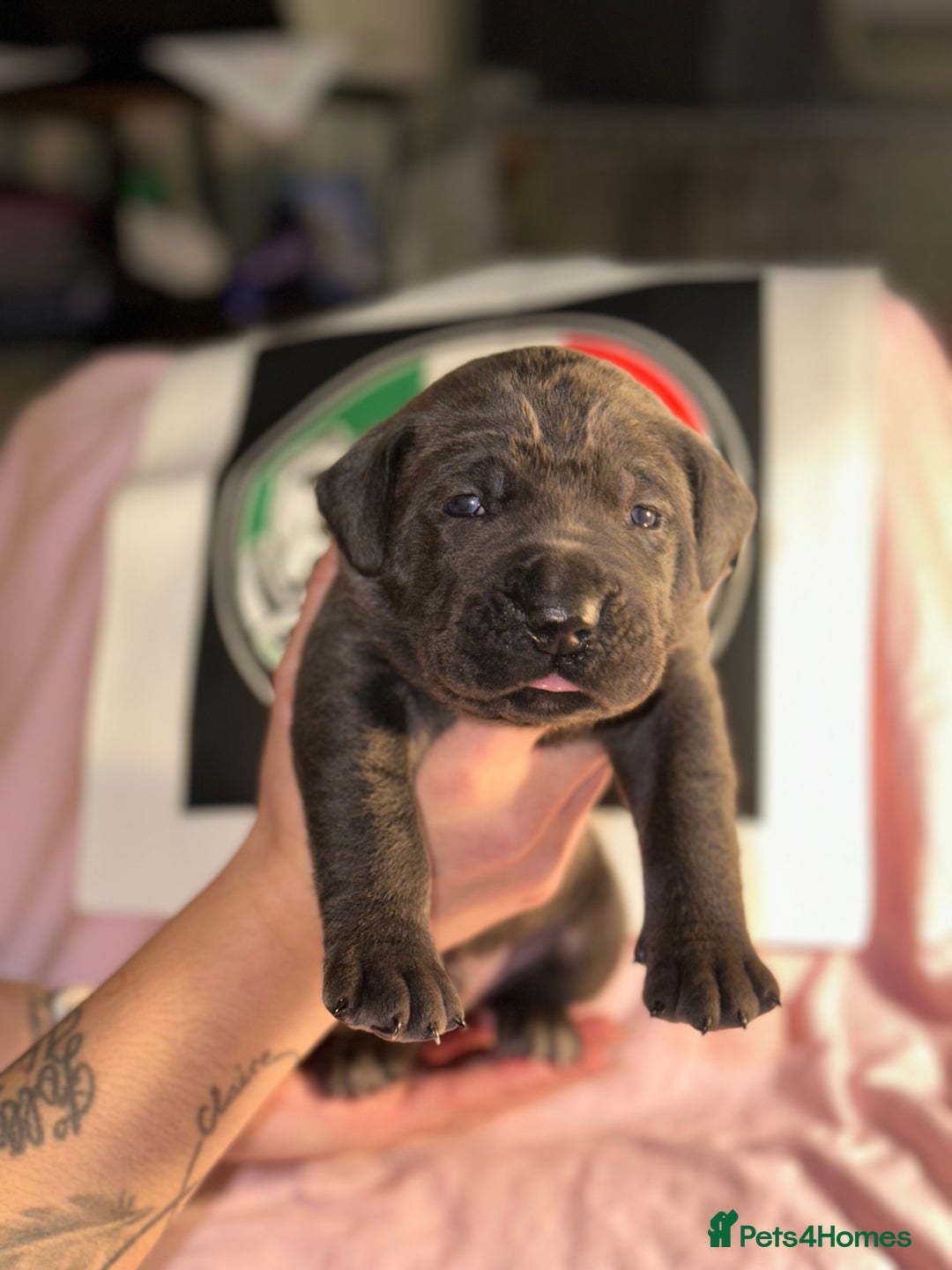 Cane Corso dogs for sale: Cane corso IKC/FCI  - Advert 25