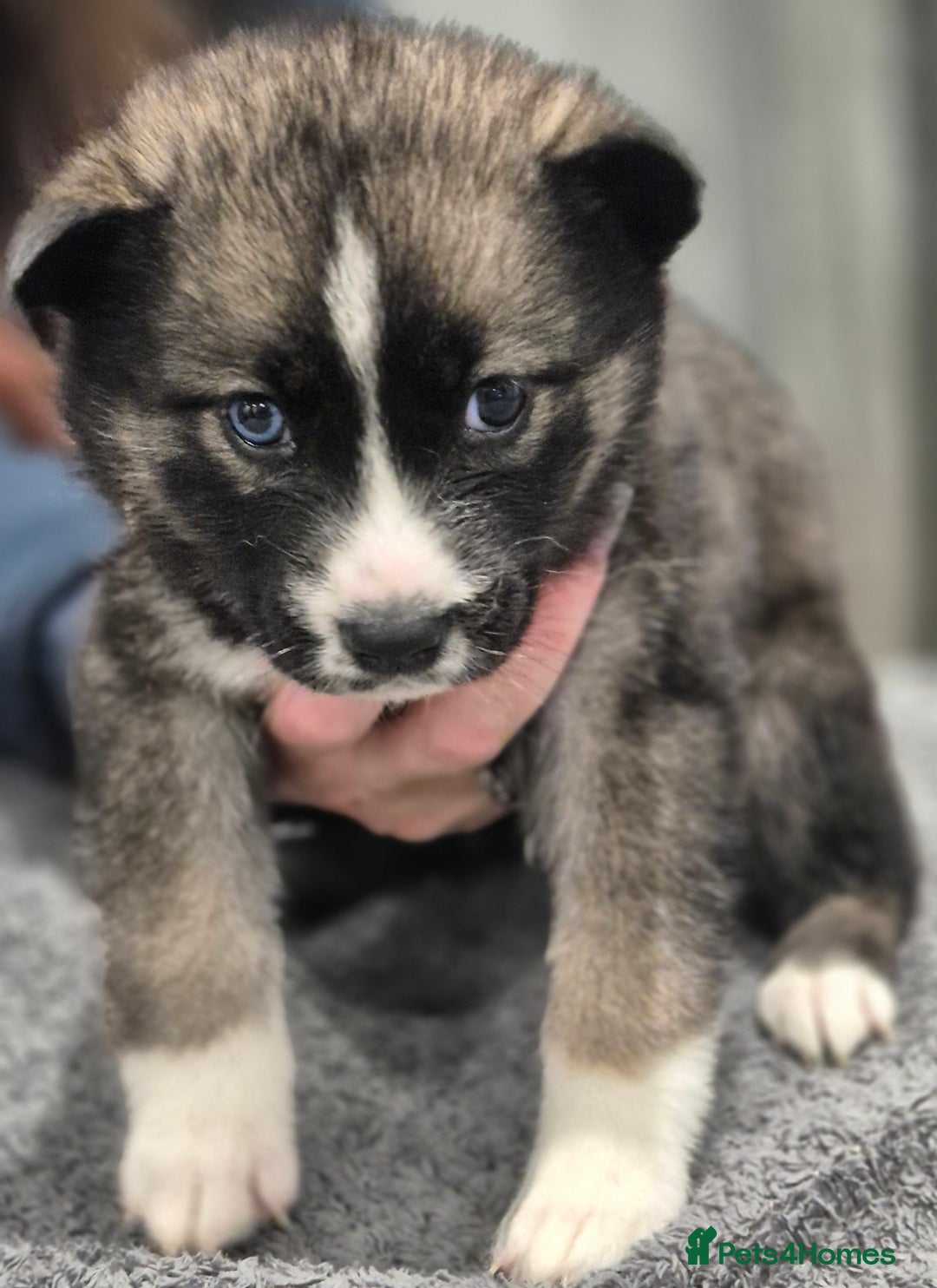 Huskita dogs for sale: FABULOUS HUSKITA PUPPIES Husky x Akita - Image 9