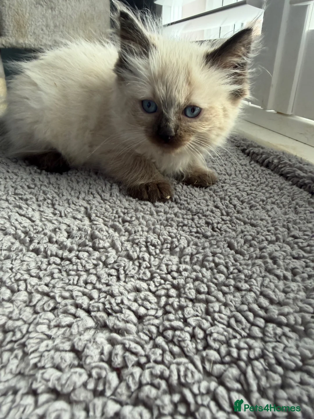 Ragdoll cats for sale: Beautiful ragdoll kittens Parents DNA tested & -ve - Advert 32