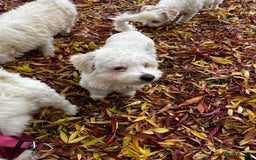Maltipoo dogs for sale: Adorable 7 Month Old Maltipoo Puppies - Image 4
