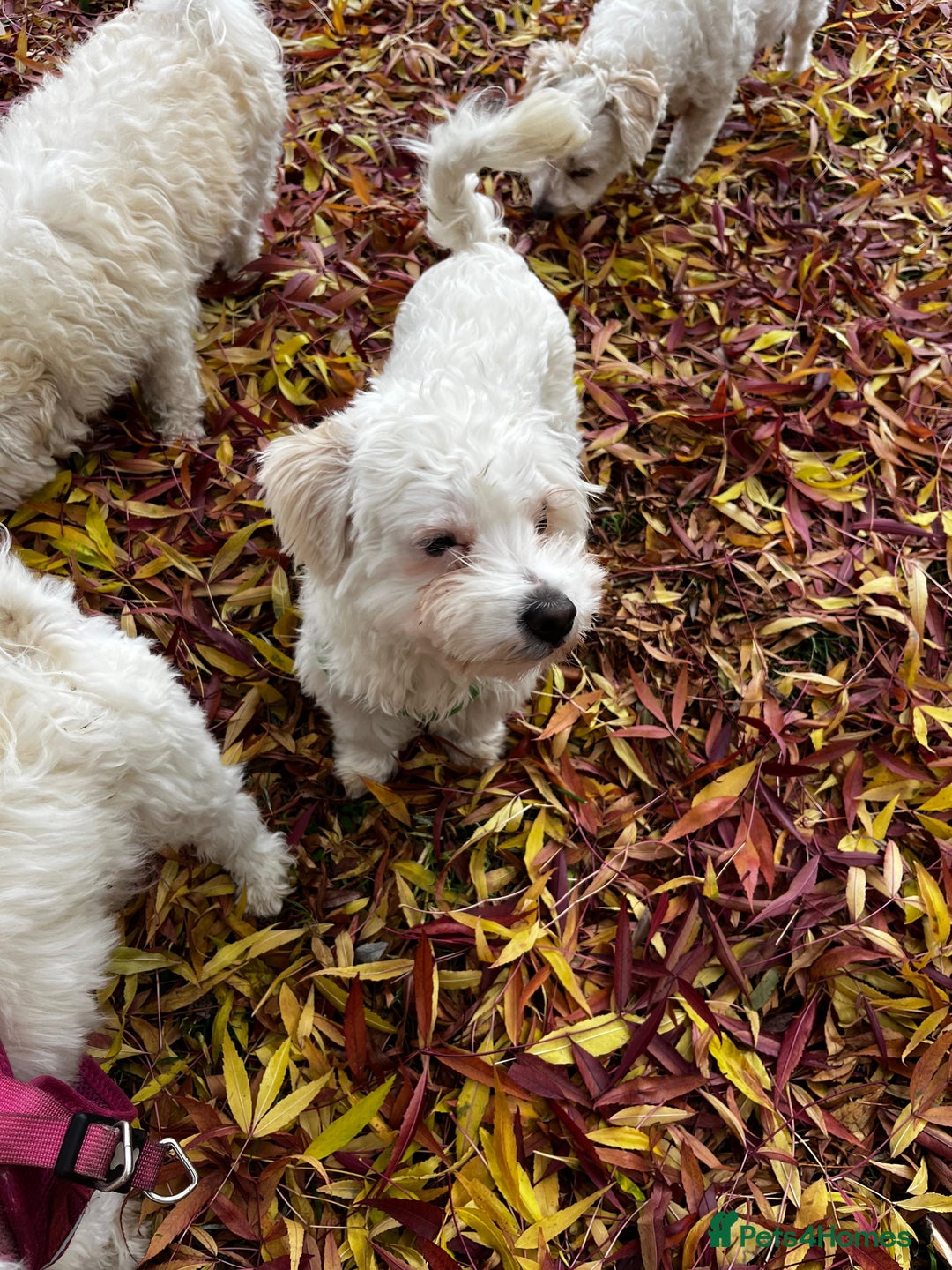 Maltipoo dogs for sale: Adorable 7 Month Old Maltipoo Puppies - Image 4