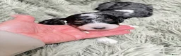 Bernedoodle dogs for sale: Stunning bernedoodle puppies  - Advert 24