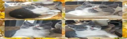 British Shorthair cats for sale: Perfect girl british shorthair kitten - Advert 1