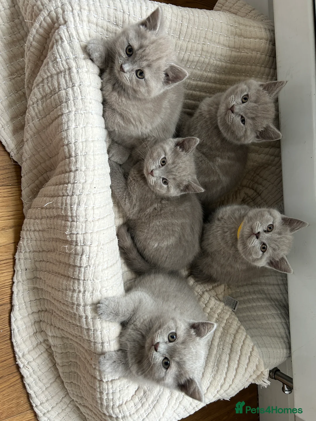 British Shorthair cats for sale: Gorgeous BSH pedigree kittens  - Advert 7