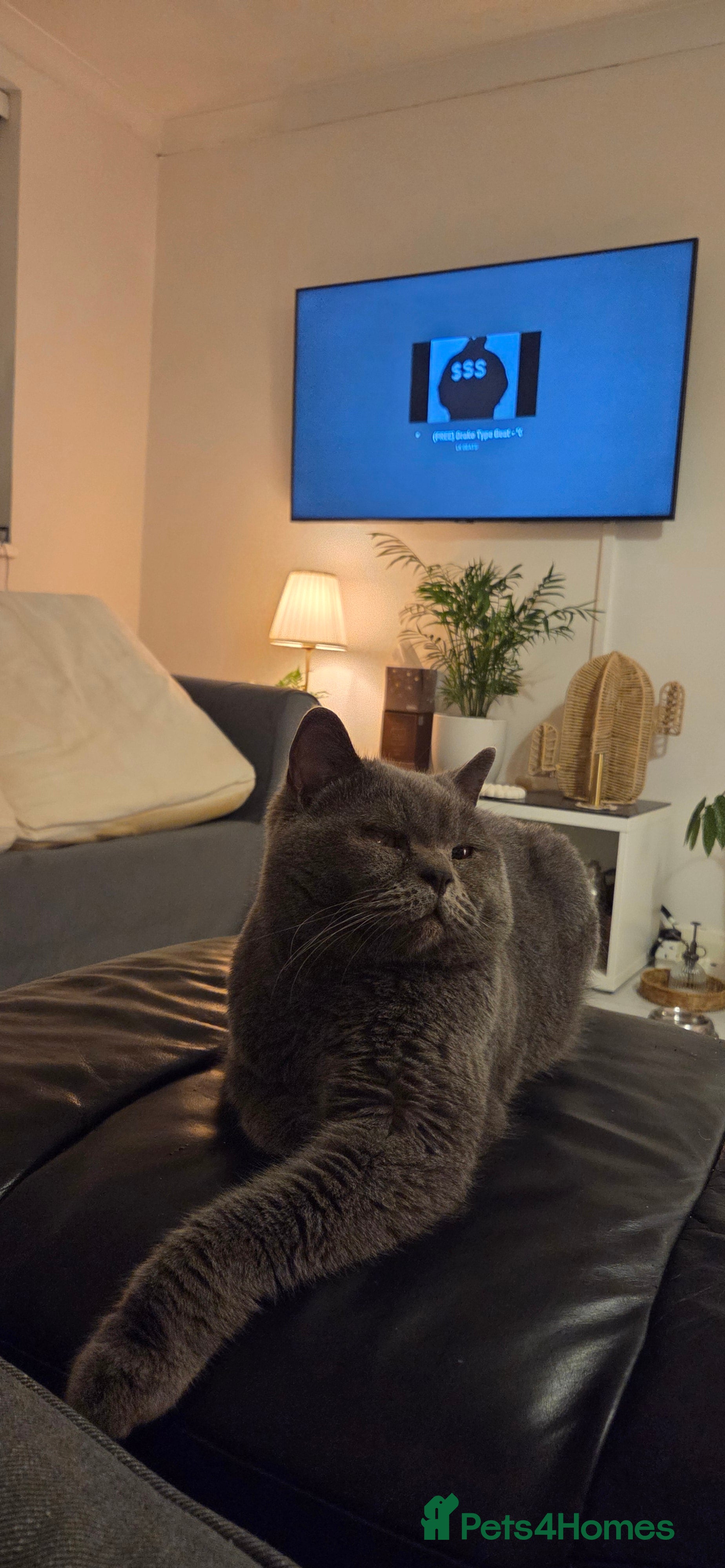 British Shorthair cats British shorthair for adoption  - Advert 1