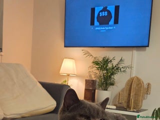 British Shorthair cats British shorthair for adoption - Advert 1