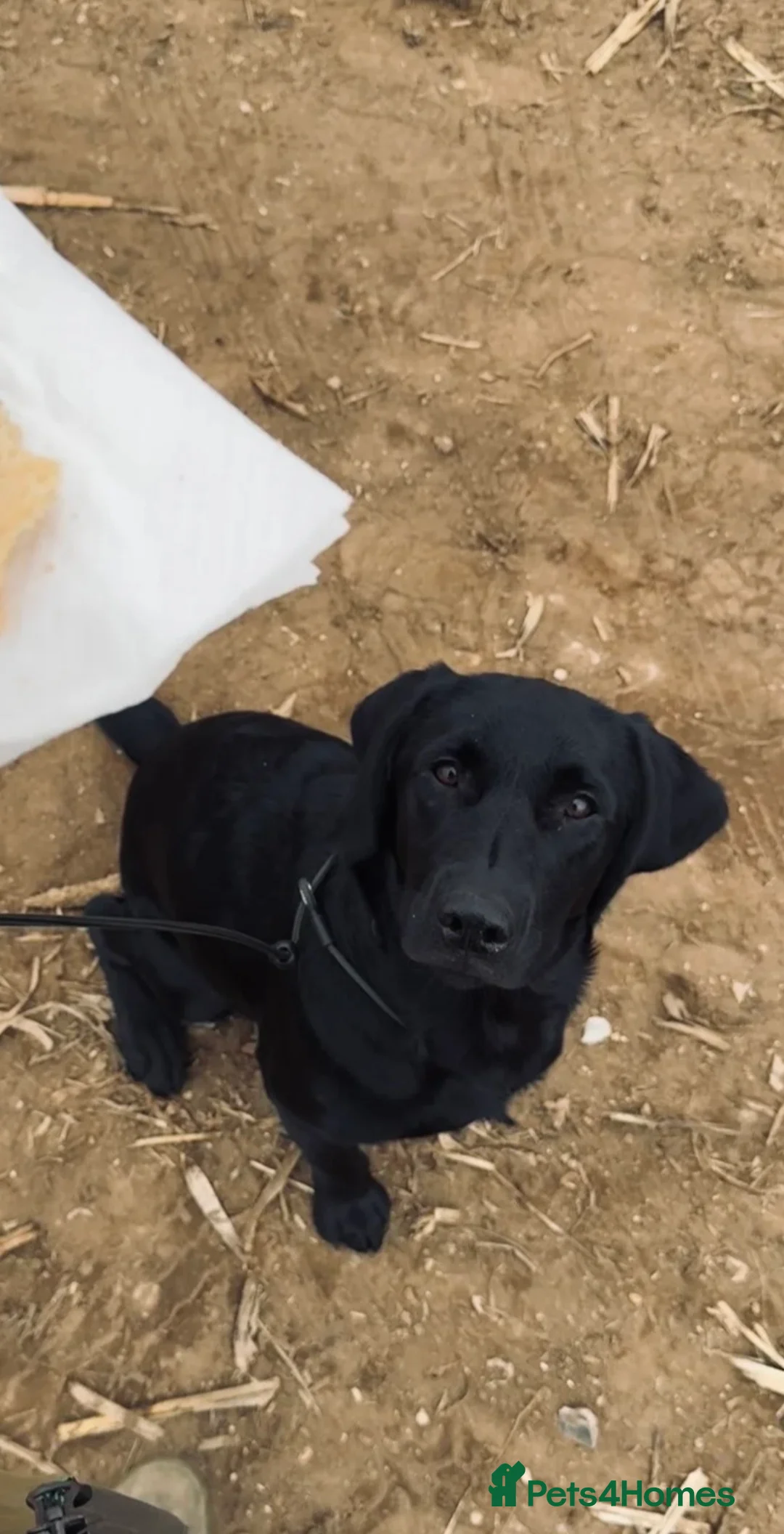 Labrador Retriever dogs for stud: Stunning proven Labrador for stud  - Advert 2