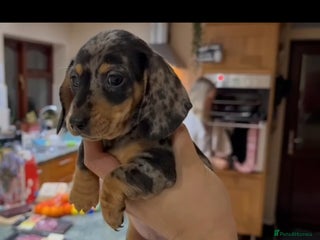 Dachshund dogs Ready -Female Miniture Dachshund - Advert 4