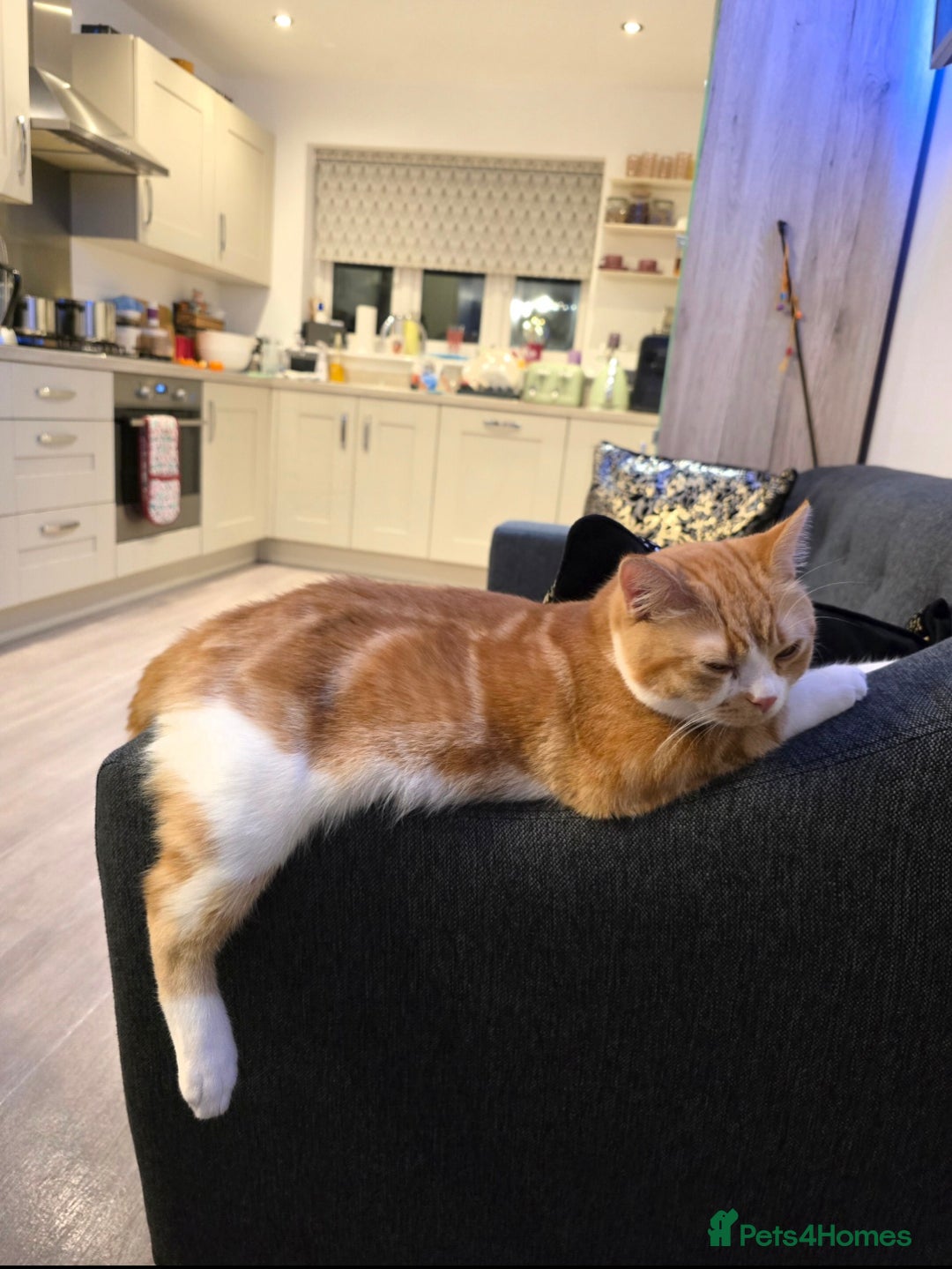 British Shorthair cats for sale: Adorable British Shorthair Male Kitten for Sale  - Advert 5