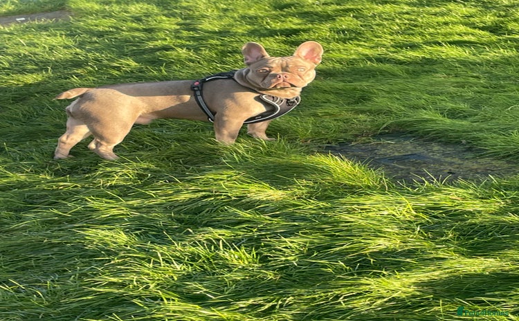 French Bulldog dogs - Advert 1