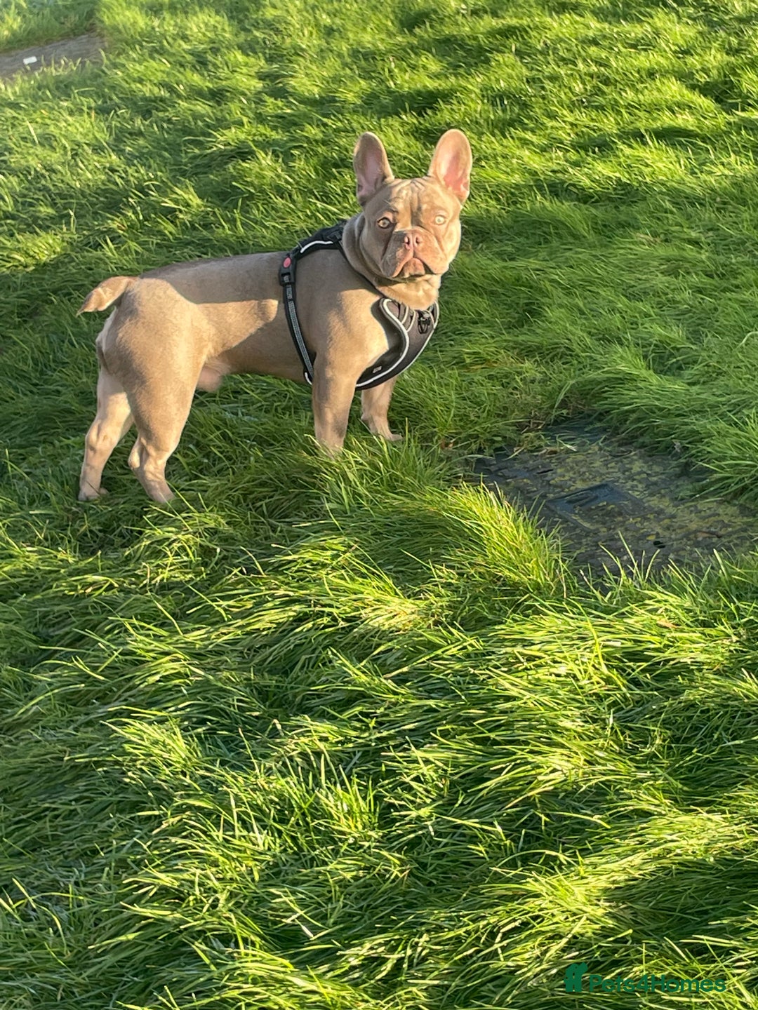 French Bulldog dogs for stud: Rare New Shade Isabella French Bulldog - STUD - Image 1