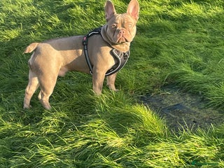 French Bulldog dogs - Advert 15