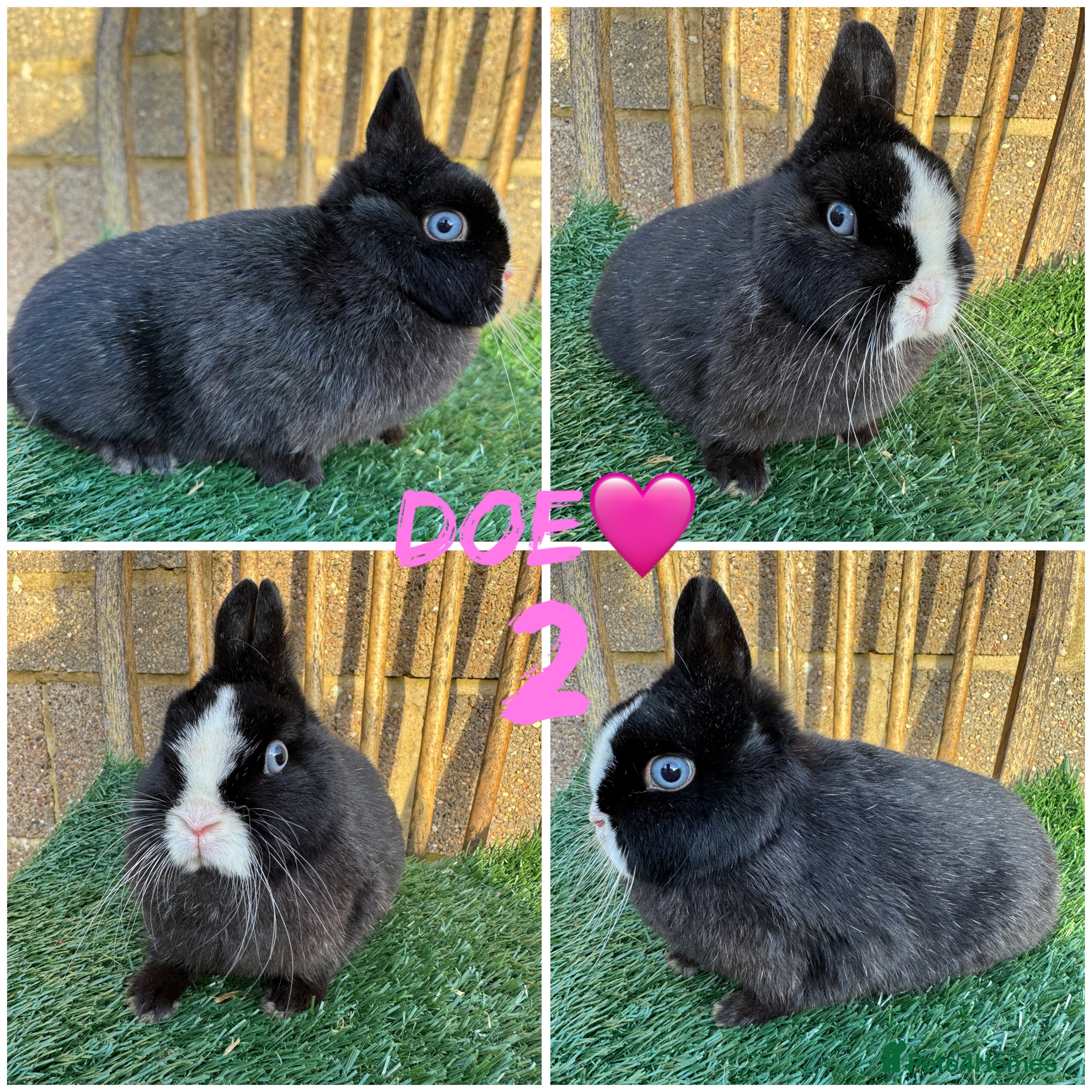 Netherland Dwarf rabbits Pure breed Netherlands dwarf  - Advert 2