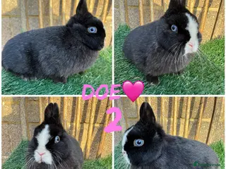 Netherland Dwarf rabbits Pure breed Netherlands dwarf - Advert 2