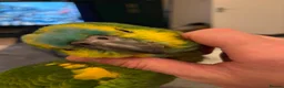 Parrots birds for sale: Stunning blue fronted Amazon  - Advert 4