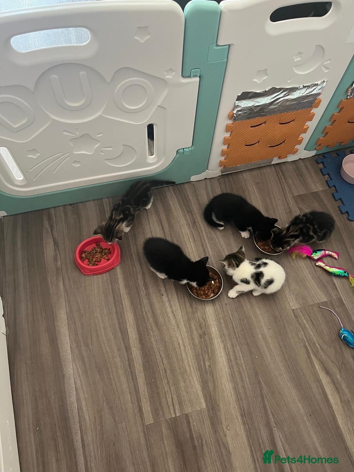 Mixed Breed cats 3 boy kittens available LITTER TRAINED - Advert 1