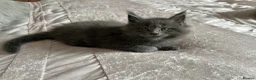 Maine Coon cats for sale: GCCF Blue and Silver Registered Maine Coon Kittens - Advert 3