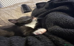 Mixed Breed cats for sale: Two boys (best friends)  - Image 2