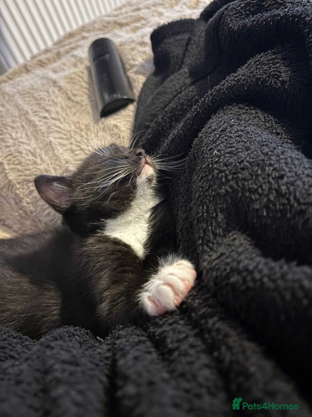 Mixed Breed cats for sale: Two boys (best friends)  - Image 2