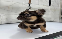 French Bulldog dogs for sale: Exceptional KC Fluffy French Bulldog Puppies - Image 14
