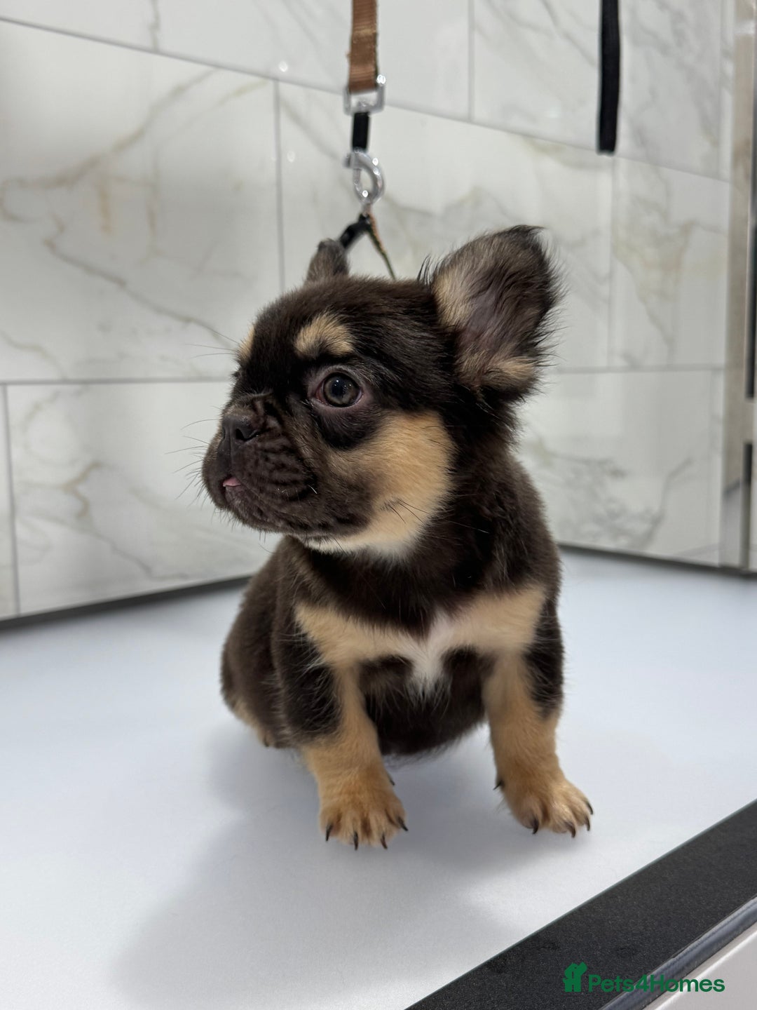 French Bulldog dogs for sale: Exceptional KC Fluffy French Bulldog Puppies - Image 14