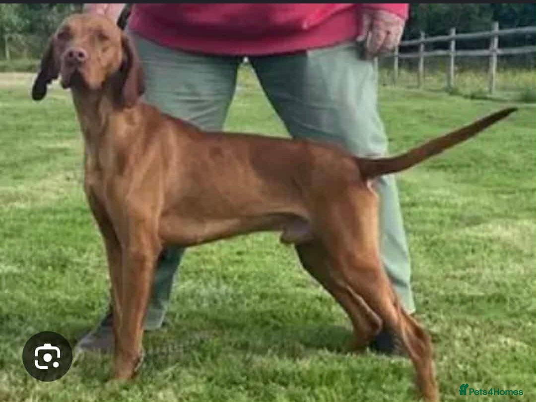 Hungarian Vizsla dogs for sale: DUAL PURPOSE FIELD & SHOW CHAMPIONS BRED PUPPIES - Advert 4