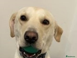 Labrador Retriever dogs Outstanding labrador retriever girl - Advert 2