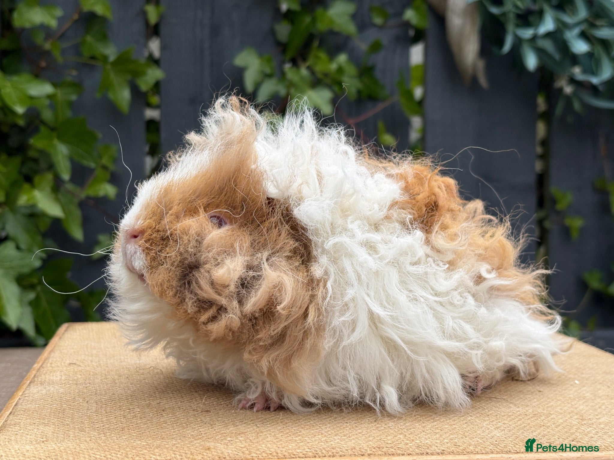 Guinea Pig rodents for sale: Purebred Lunkarya - Advert 13