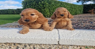 Cocker Spaniel dogs - Advert 14