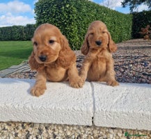 Cocker Spaniel dogs - Advert 14