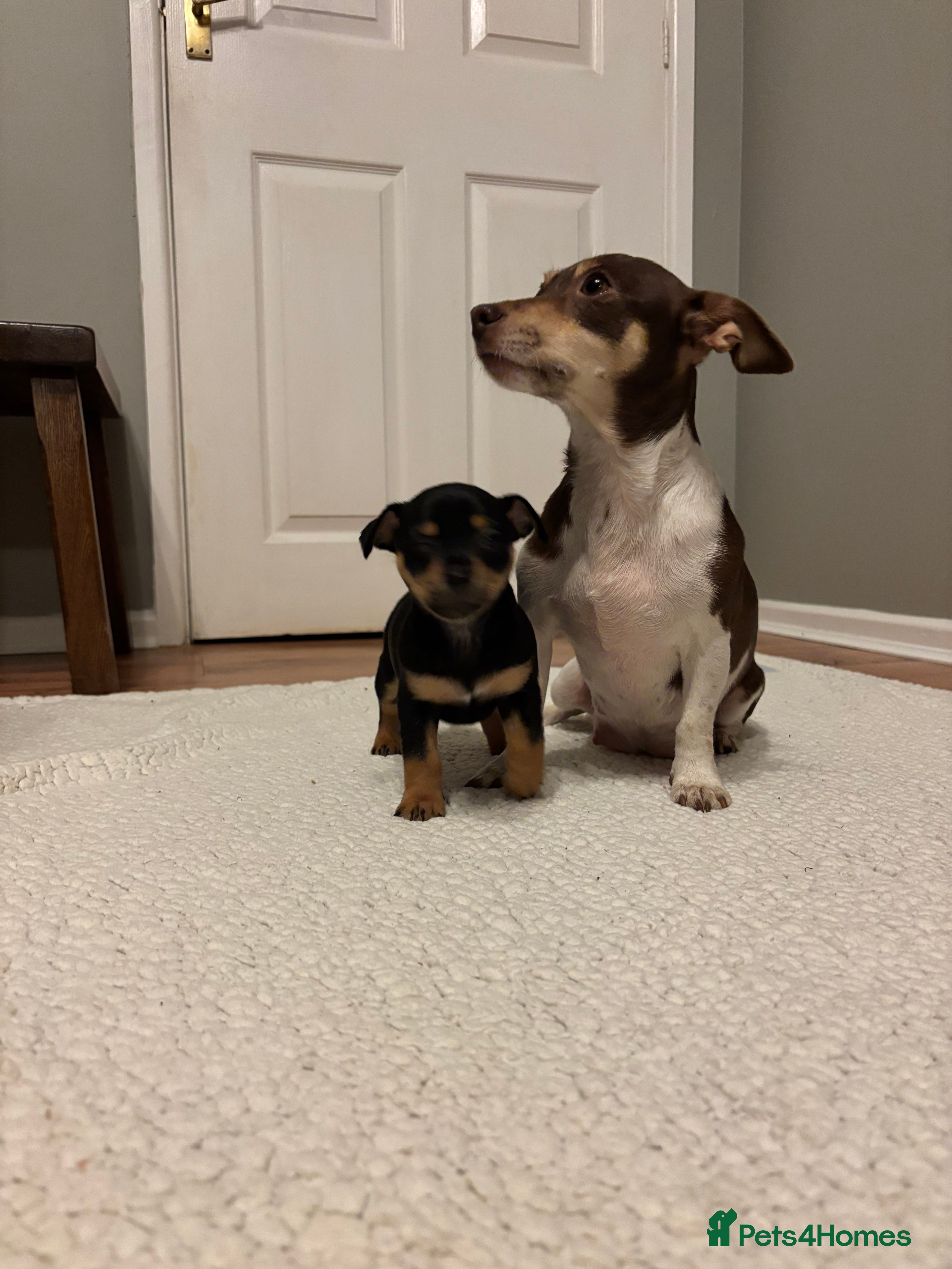 Jack Russell dogs Jack Russell puppies - Advert 5