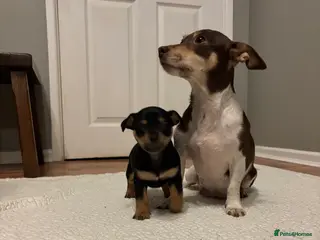 Jack Russell dogs Jack Russell puppies - Advert 6