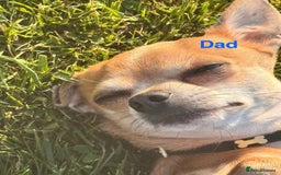 Chihuahua dogs for sale: Gorgeous Chihuahua Pups-only yellow girl left🐶💛 - Image 21