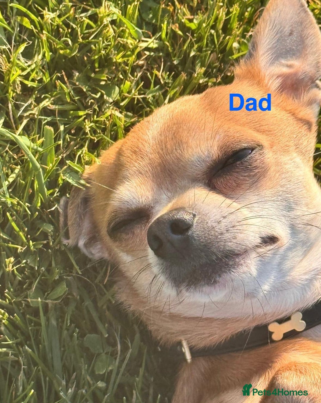 Chihuahua dogs for sale: Gorgeous Chihuahua Pups-only yellow girl left🐶💛 - Image 21