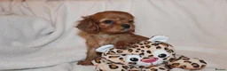 Cavalier King Charles Spaniel dogs for sale: Gorgeous Cavalier King Charles Spaniel - Advert 27