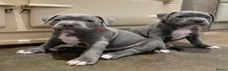 Staffordshire Bull Terrier dogs for sale: Beautiful Blue Staffordshire Bull Terrier Puppies in London - Advert 8