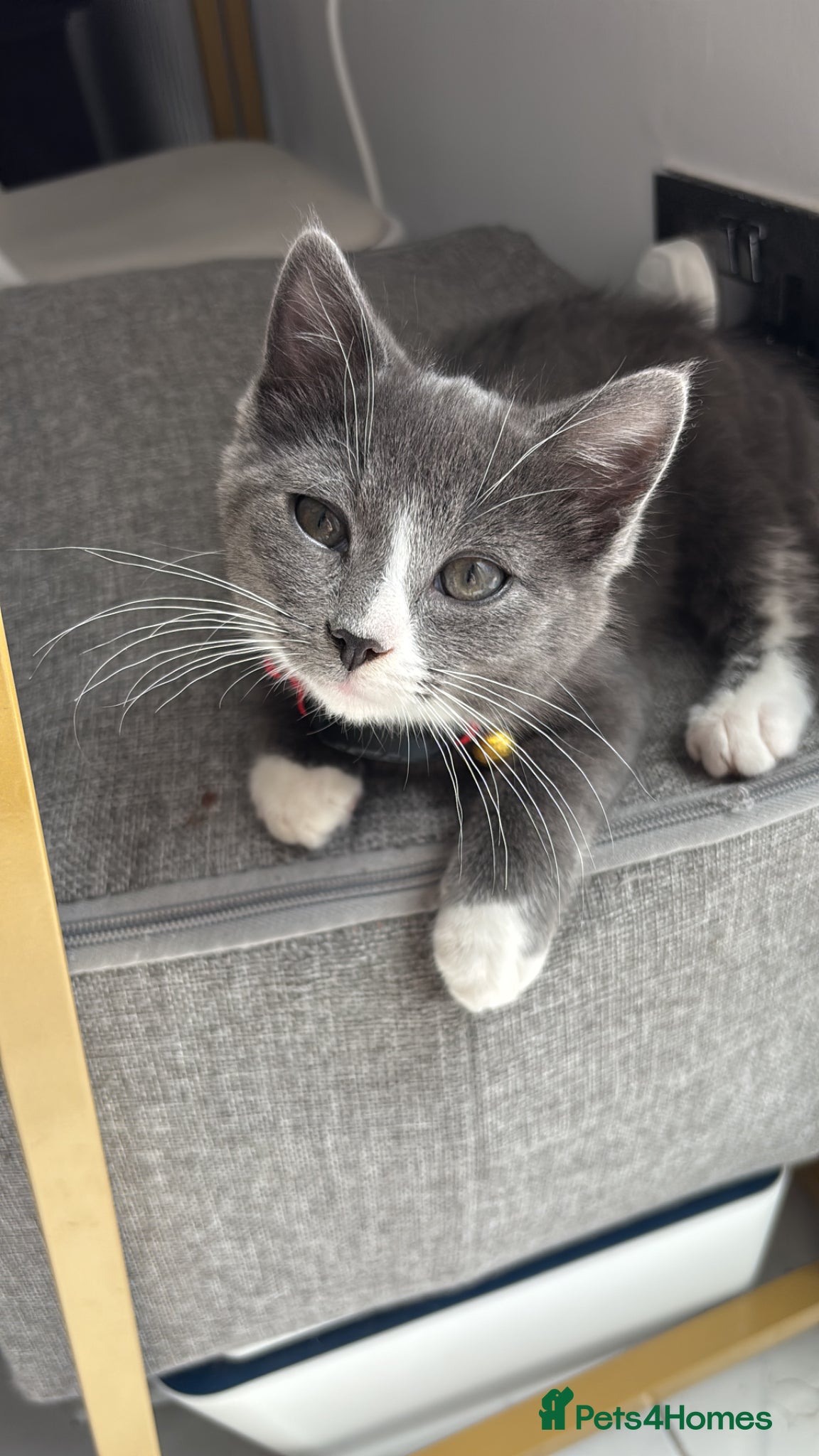 Maine Coon cats for sale: Mainecoon cross male kitten - Advert 3